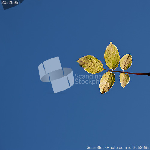 Image of Five yellow leaves against a plain blue sky