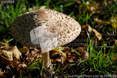 Image of Texture of a shaggy parasol mushroom cap