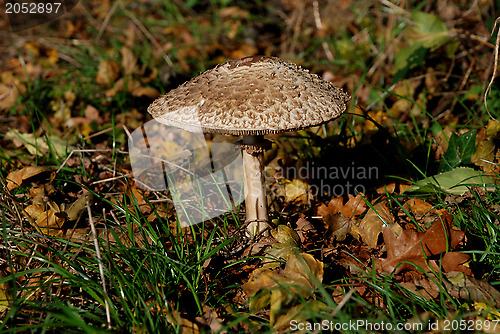 Image of Large mushroom surrounded by grass and autumn leaves