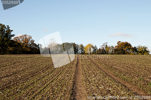 Image of Farmland edged by autumnal trees