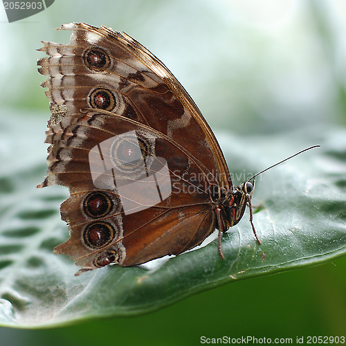 Image of Northern Pearl Eye butterfly