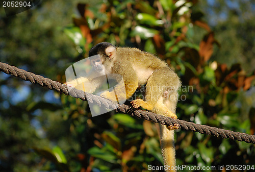 Image of Black capped squirrel monkey