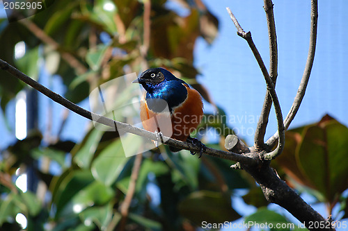 Image of Superb starling