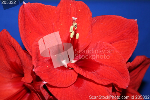 Image of Wonderful red amaryllis