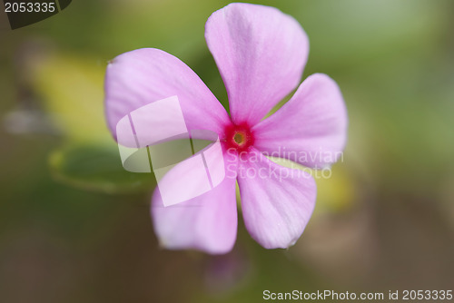Image of Pink Flower