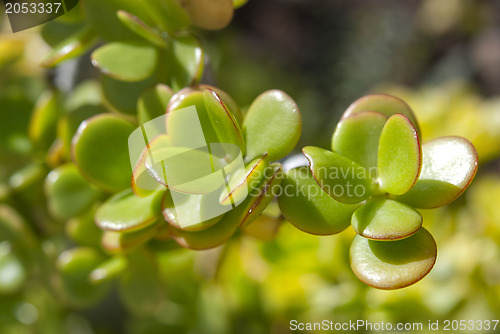 Image of Succulent Plants