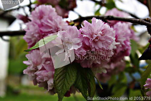 Image of Pink Blossom