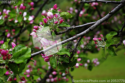 Image of Pink Buds