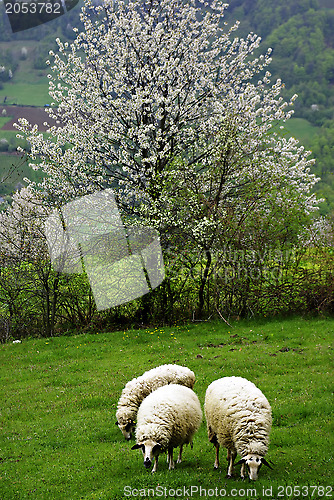 Image of Sheeps