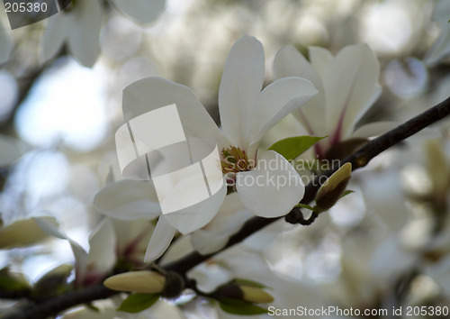 Image of Magnolia beauty