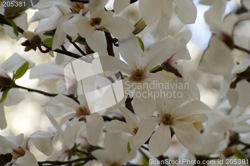 Image of magnolia tree