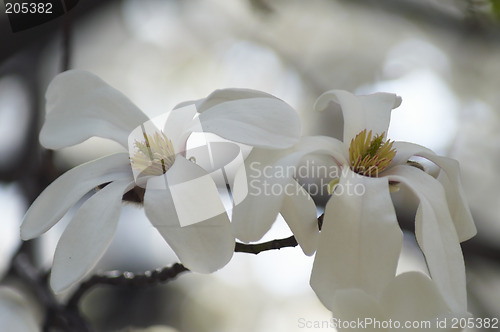 Image of Two on a branch