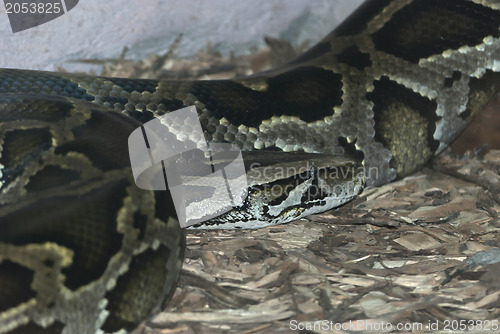 Image of Anaconda