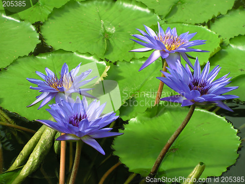 Image of Water lilies