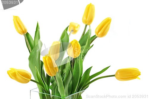 Image of yellow tulips