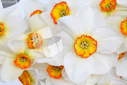 Image of Narcissus Flower Beauty