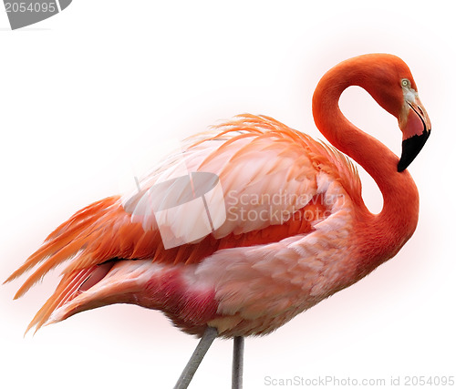 Image of Pink Flamingo