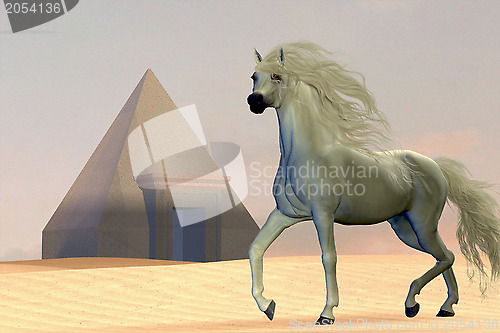Image of Arabian Horse