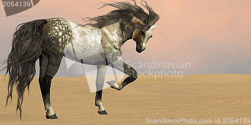 Image of Desert Arabian Horse