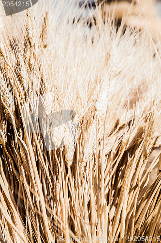 Image of Ripe Summer Wheat