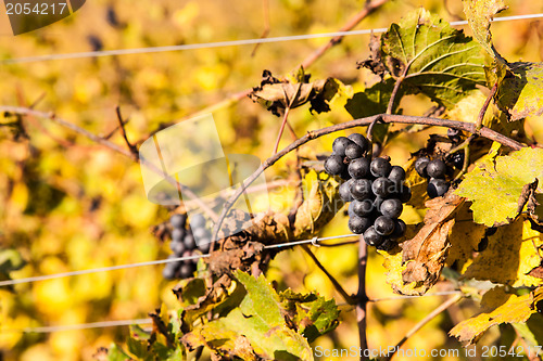 Image of Italian Vineyard