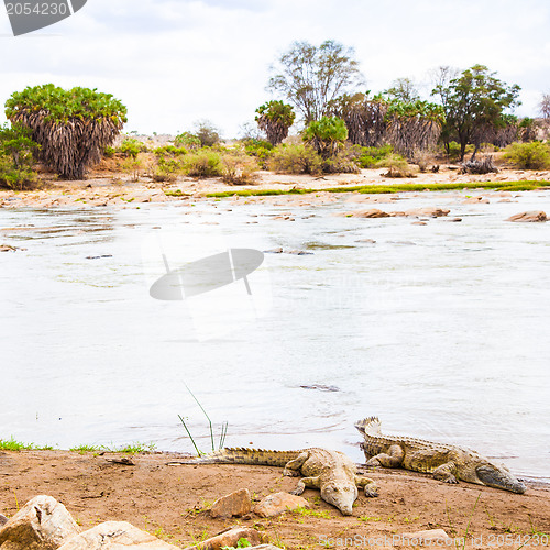 Image of Kenian crocodiles