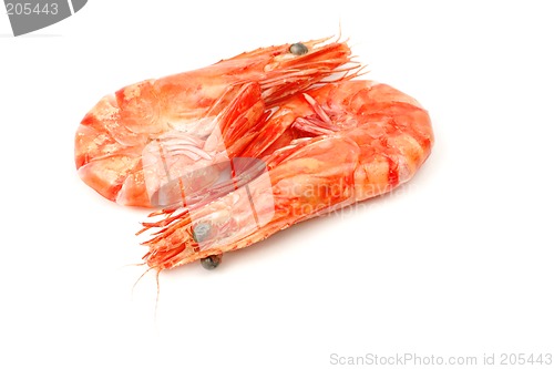 Image of Shrimp pair