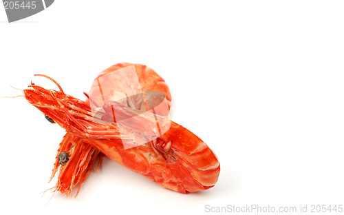 Image of Shrimps pair 3