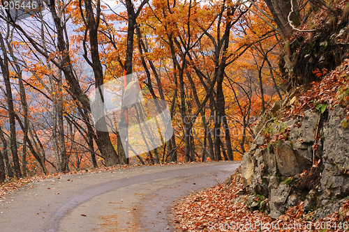 Image of Autumn road