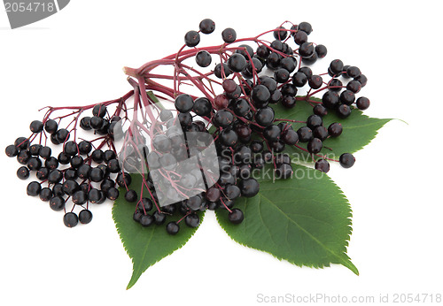 Image of Elderberry Fruit