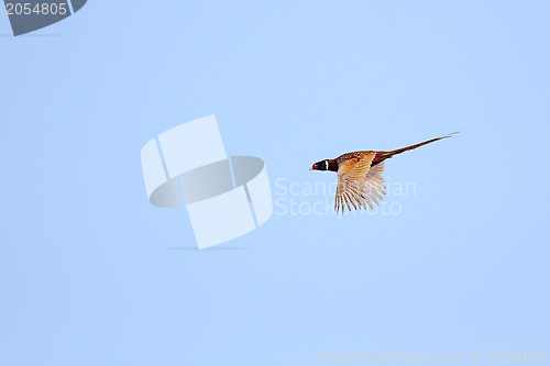 Image of pheasant flying in the sky