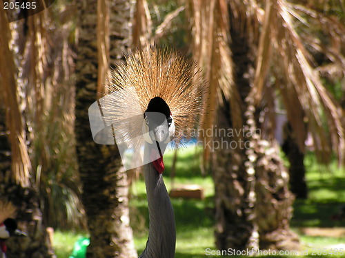 Image of Crowned crane