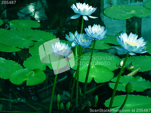 Image of Water lilies1