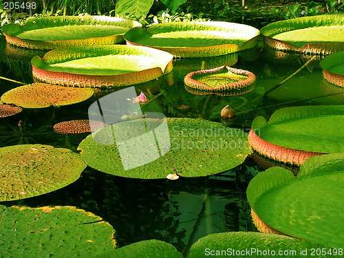 Image of Giant water lilies