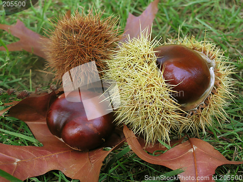 Image of Chestnut