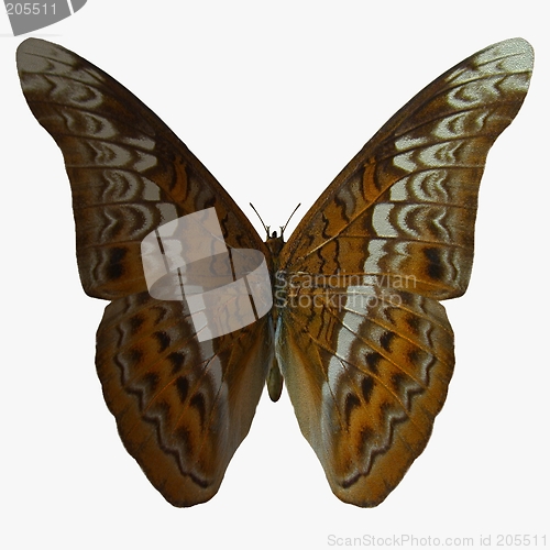 Image of Butterfly-Admiral