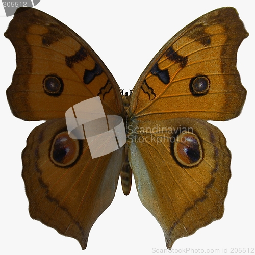 Image of Butterfly-Argus