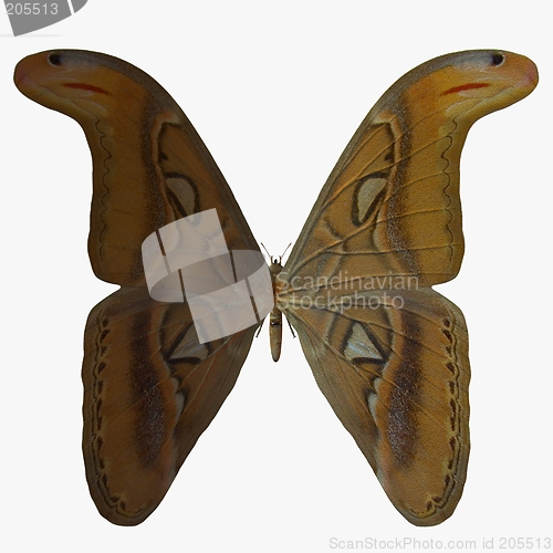 Image of Butterfly-Atlas