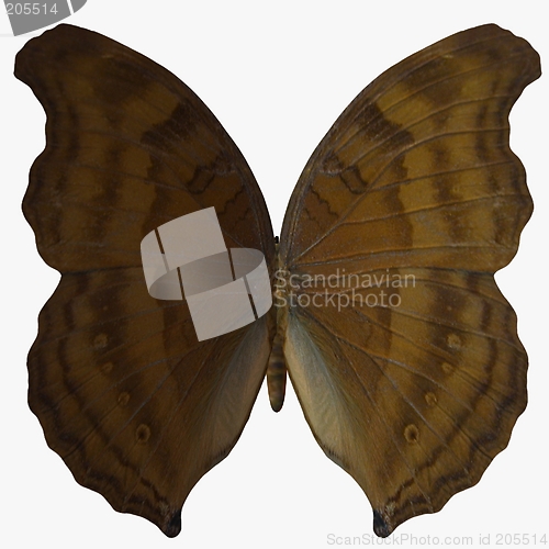 Image of Butterfly-Beech Wing