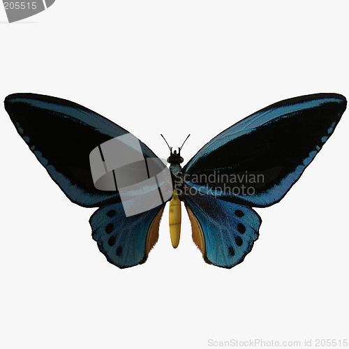 Image of Butterfly-Birdwing