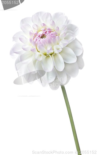 Image of Pink Flower