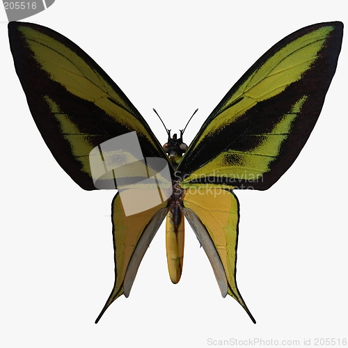 Image of Butterfly-Birdwing X