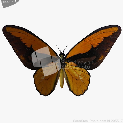 Image of Butterfly-Birdwing Y