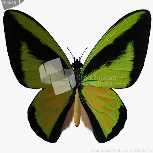 Image of Butterfly-Birdwing Z