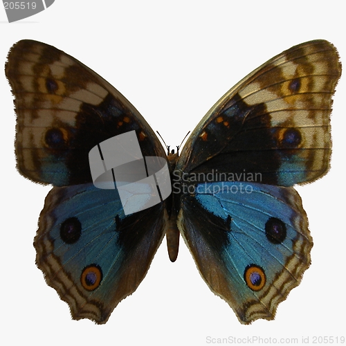 Image of Butterfly-BluePansy