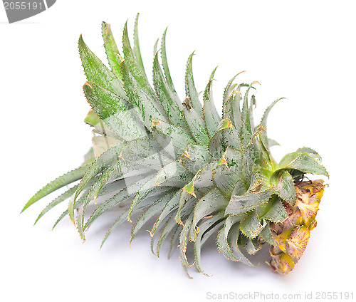 Image of pineapple