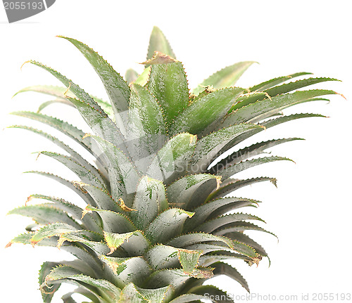 Image of pineapple