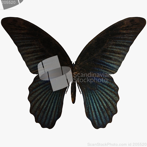 Image of Butterfly-Blue Swallow