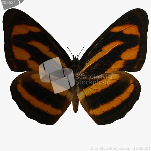 Image of Butterfly-Burmese Lascar