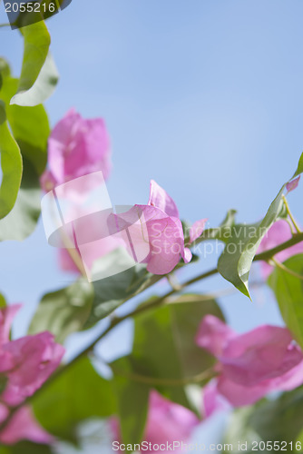 Image of Bougainvillea